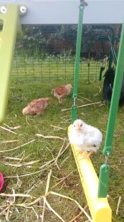 Våra tre veckor gamla kycklingar njuter av sin gunga för första gången!!!!