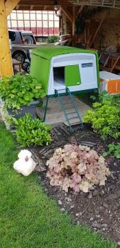 Ett grönt Eglu Cube hönshus med en vit kyckling utanför.
