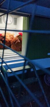 Söta kycklingar under sin nattlampa. 