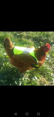 En kyckling med en gul skyddsjacka