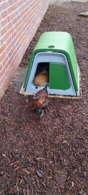Vi små kycklingar älskar vår Eglu Go
