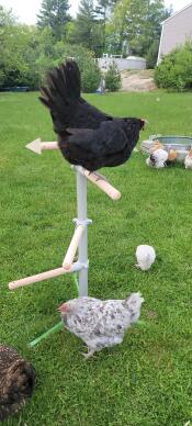 Höns perching tree är fantastisk. lätt att montera, stora stabila fästen till marken som tillhandahålls. behandla skålen är rörlig och säker som ger underhållning för flocken. väderkana rör sig runt och kan lekas med av hönsen. denna perch