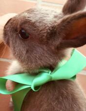 En kanin med ett grönt band runt halsen.