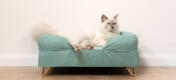 Söt fluffig vit katt som sitter på en kattbädd i blått memory foam med Gold hårnålsfötter