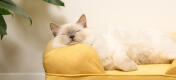 Söt vit fluffig katt som sitter på mellow yellow memory foam katt bolster säng