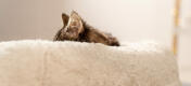 Katter och kattungar sover upp till 80% av dygnet, så det är viktigt att de har en bekväm säng att koppla av i.