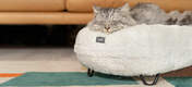 Katt som sover på en Snowboll vit mjuk Luxury Maya donut kattsäng med svarta hårnålar och metallfötter