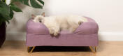 Söt fluffig vit katt som sover på lavendel lila memory foam katt säng med Gold hårnålsfötter