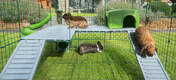 Skapa mer plats för dina kaniner att leka på med Zippi-plattformar som designats för att passa i en Zippi-kaningård i dubbel höjd.
