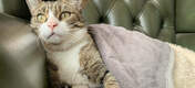 Kattfilten erbjuder en lyxig och mysig värme under vintermånaderna.