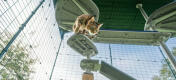 Katt på Omlet Freestyle kattträd utomhus plattform inuti Omlet catio