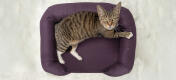 Toppvy av en katt som sitter på plumple purple cat memory foam bolster säng