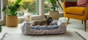 Två fransmän i ett vardagsrum med den eleganta Omletnärbild av en hundtass i en bekväm Omlet nest hundbädd