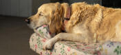 Golden retriever vilande av blommig bolster hund säng