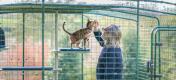 Man och katt i en kattinhägnad som njuter av det personliga kattträdet för utomhusbruk