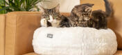 Två katter ligger på Snowboll vit Luxury soft donut kattbädd