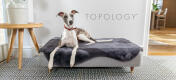 Greyhound vilar i Topology modern förhöjd hundbädd