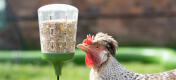 Kyckling inspekterar leksaken Omlet peck leksak
