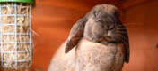 Matstunden kan bli en rolig och medryckande utmaning för dina kaniner eftersom Caddin gungar medan den används