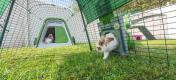 Kaniner som leker i sin gröna Eglu Go hage och springa med Zippi tunnel bifogad