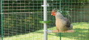 Kyckling som sitter på Poletree och tittar i Godishållaren