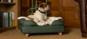 Terrier på grön bolster säng med fårskinns filt