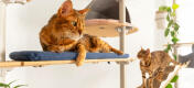 Två katter slappnar av på Omlet Freestyle inomhus Golv till tak kattträd