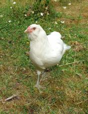 En vit araukansk kyckling.