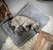 En hund som slappnar av på Fido hundbädden