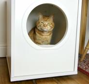 En orange katt som sitter i sitt vita lilla hus