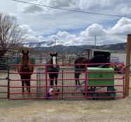 Hästarna stod bredvid ett stort grönt hönshus med höns utanför.