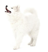 Samojed