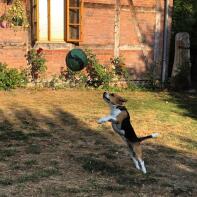 En svart brun och vit beagle i en trädgård som hoppar högt upp för en boll