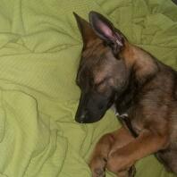 Malinois valp som sover