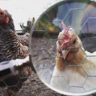 Kyckling nyfikenhet