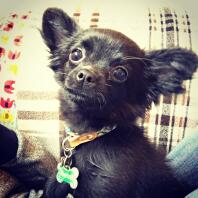 Svart, långhårig Chihuahua valp.