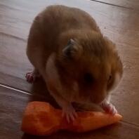 Syrisk hamster