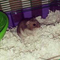 Det här är Harry, vår djungariska hamster