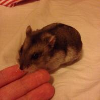 My hamster likes a little bit of yoghurt