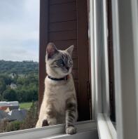 Katt i fönstret