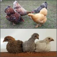 Kycklingar före och efter
