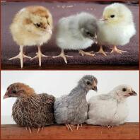 Kycklingar före och efter