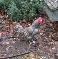 Alert Scots Gray cockerel.