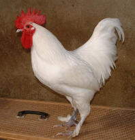 Kyckling som poserar för kameran
