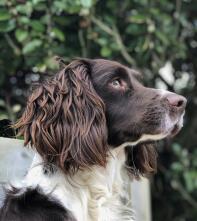 En springer spaniel i en trädgård