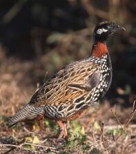 Svart francolin hane