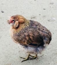 En liten brun araucana chciken som går i en trädgård