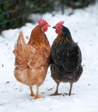 2 kycklingar som tittar på varandra i Snow