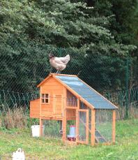 Kyckling som sitter på ett hönshus i trä omgivet av Omlet hönsStaket