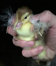 Daggammal chokladskata Muscovy duckling